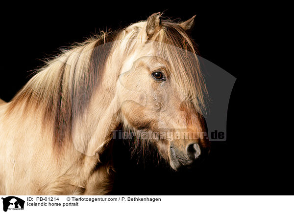 Islnder Portrait / Icelandic horse portrait / PB-01214