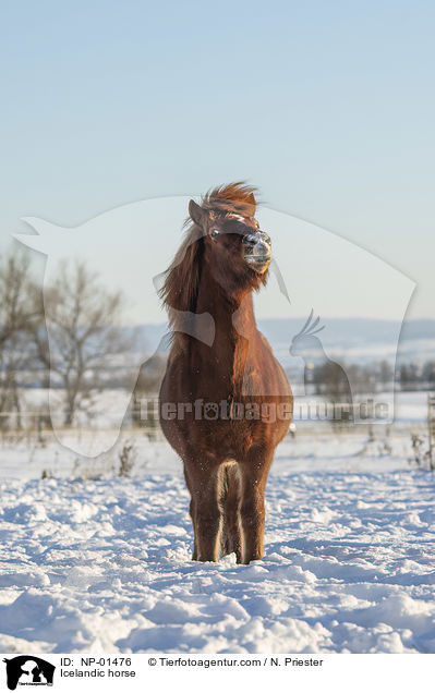 Islnder / Icelandic horse / NP-01476