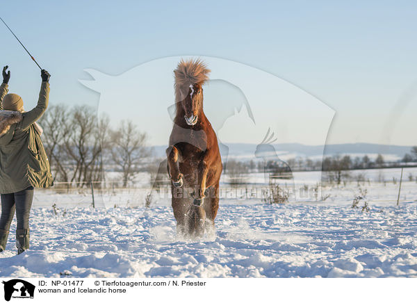 Frau und Islnder / woman and Icelandic horse / NP-01477