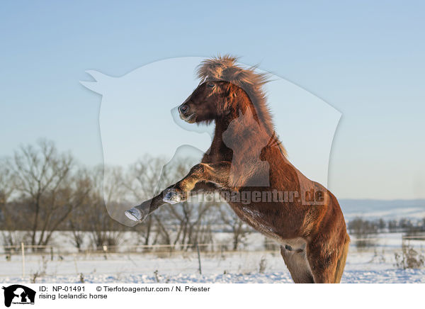 steigender Islnder / rising Icelandic horse / NP-01491