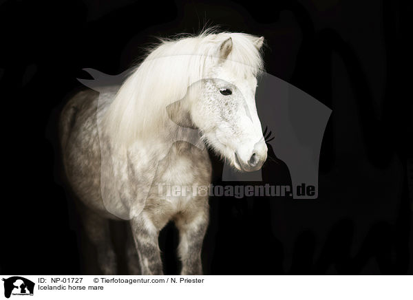 Islnder Stute / Icelandic horse mare / NP-01727