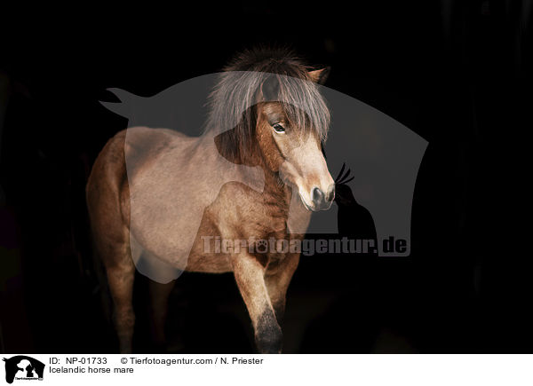 Islnder Stute / Icelandic horse mare / NP-01733