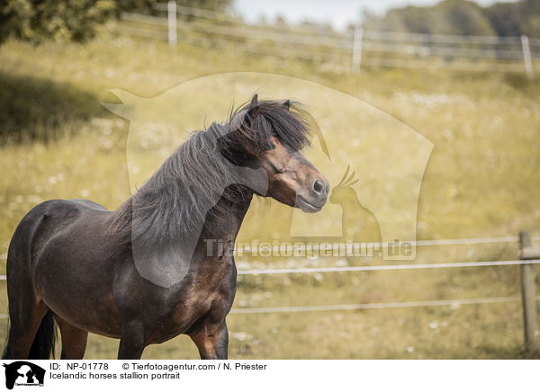 Islnder Hengst Portrait / Icelandic horses stallion portrait / NP-01778