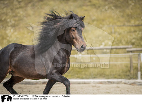 Islnder Hengst Portrait / Icelandic horses stallion portrait / NP-01786