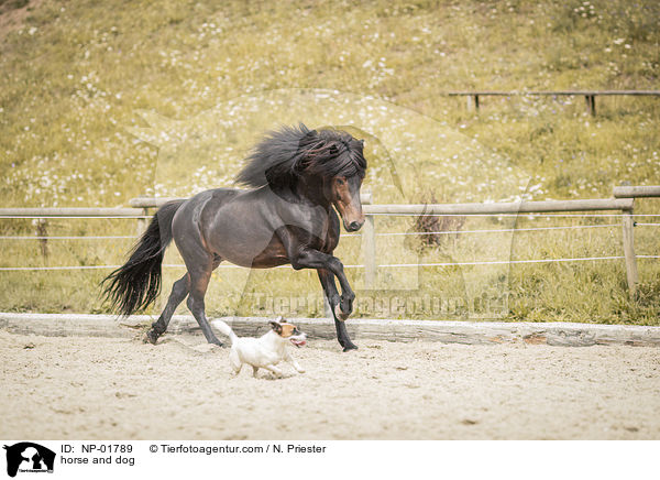 horse and dog / NP-01789