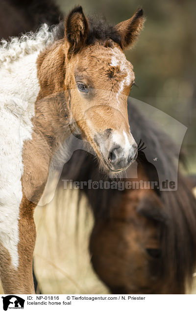 Islnder Fohlen / Icelandic horse foal / NP-01816