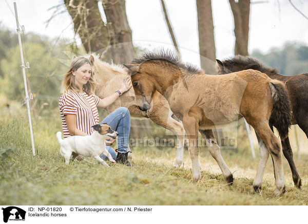 Islnder / Icelandic horses / NP-01820