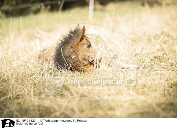 Islnder Fohlen / Icelandic horse foal / NP-01823