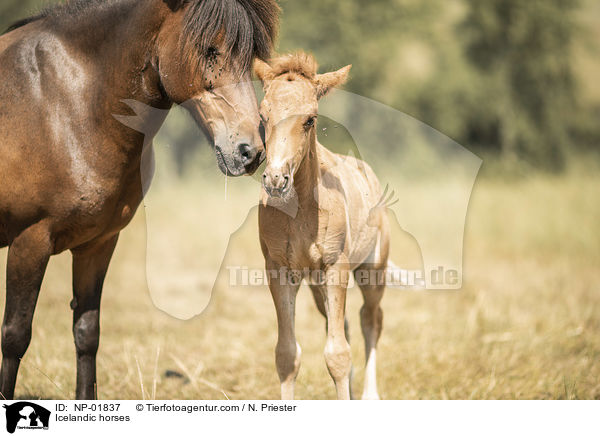Icelandic horses / NP-01837