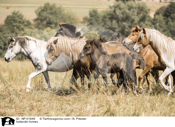 Icelandic horses / NP-01846