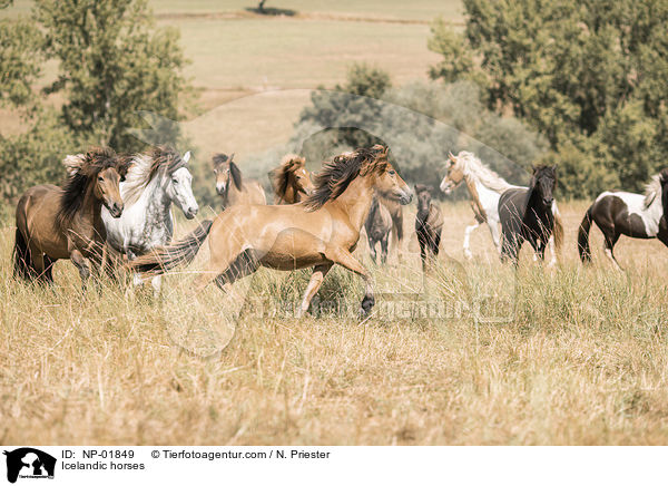 Icelandic horses / NP-01849