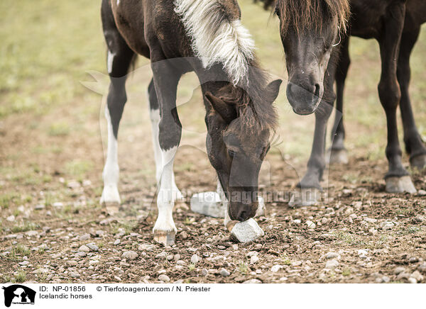 Icelandic horses / NP-01856