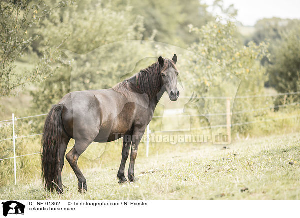 Islnder Stute / Icelandic horse mare / NP-01862