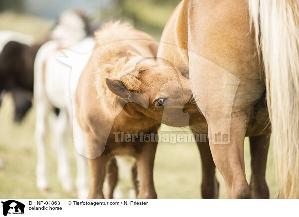 Islnder / Icelandic horse / NP-01863