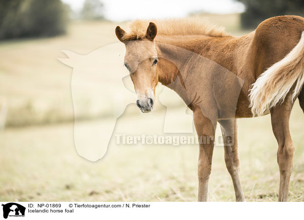 Islnder Fohlen / Icelandic horse foal / NP-01869