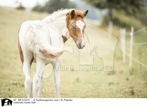Icelandic horse foal / NP-01874