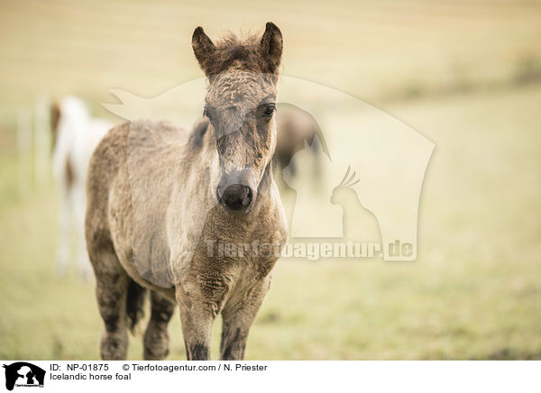 Islnder Fohlen / Icelandic horse foal / NP-01875