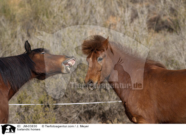 Islnder / Icelandic horses / JM-03830