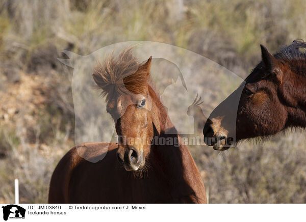 Islnder / Icelandic horses / JM-03840