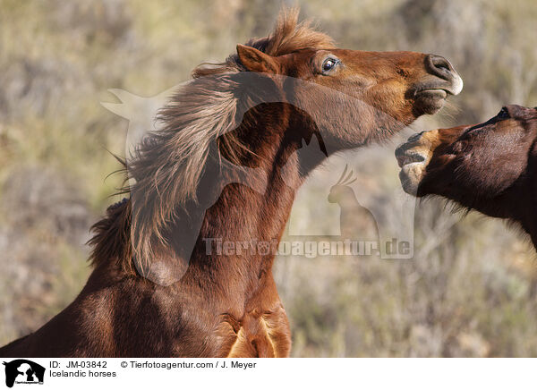 Islnder / Icelandic horses / JM-03842