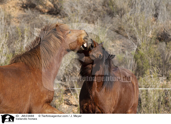 Islnder / Icelandic horses / JM-03888