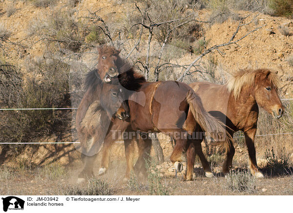 Icelandic horses / JM-03942