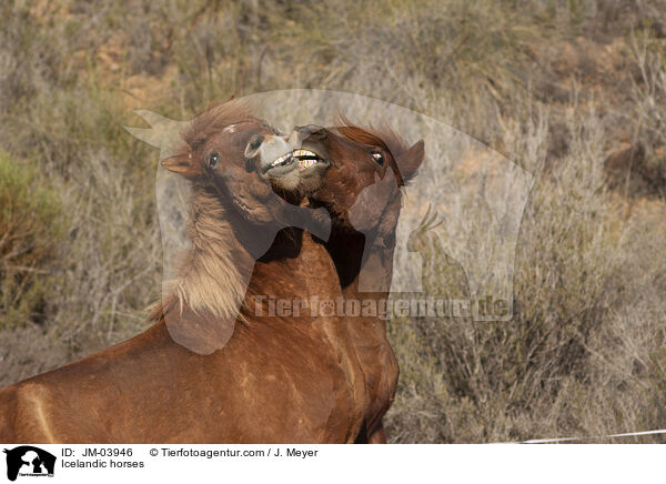 Islnder / Icelandic horses / JM-03946