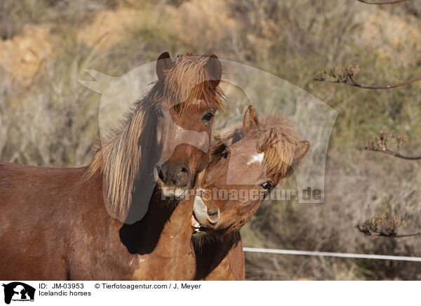 Islnder / Icelandic horses / JM-03953