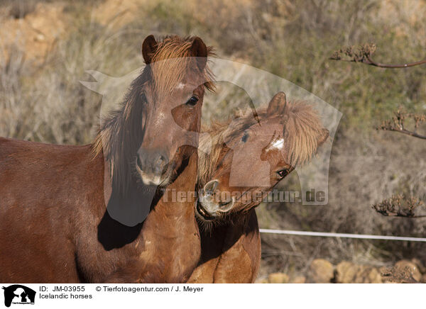 Islnder / Icelandic horses / JM-03955