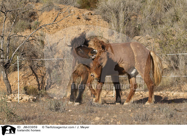 Islnder / Icelandic horses / JM-03959