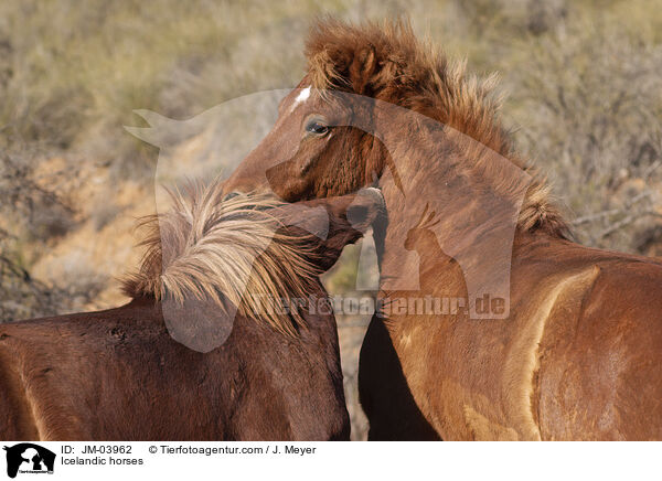 Islnder / Icelandic horses / JM-03962