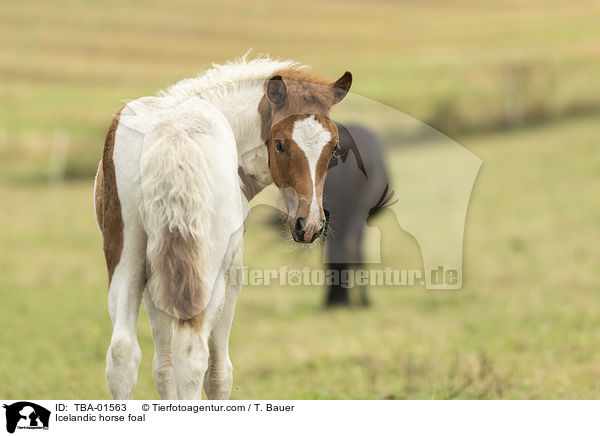 Icelandic horse foal / TBA-01563