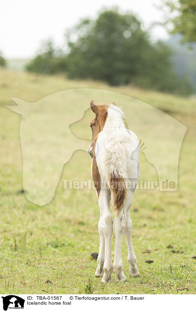 Icelandic horse foal / TBA-01567