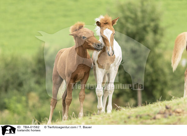 Icelandic horses / TBA-01582