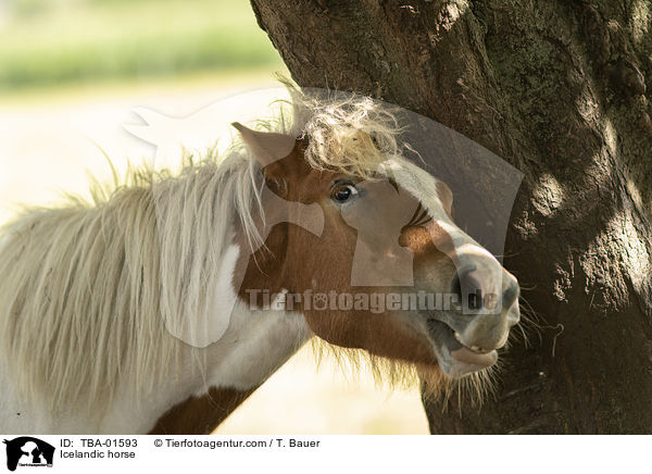 Icelandic horse / TBA-01593