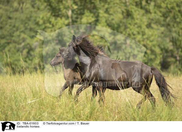 Icelandic horses / TBA-01603