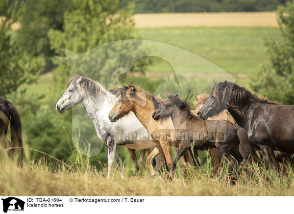 Icelandic horses / TBA-01604
