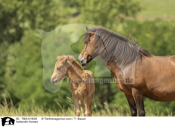 Islnder / Icelandic horses / TBA-01608