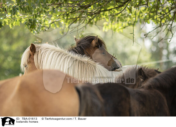 Icelandic horses / TBA-01613