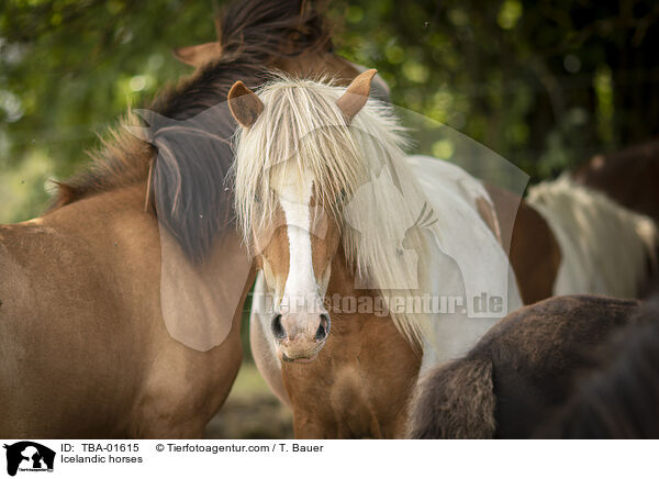 Icelandic horses / TBA-01615