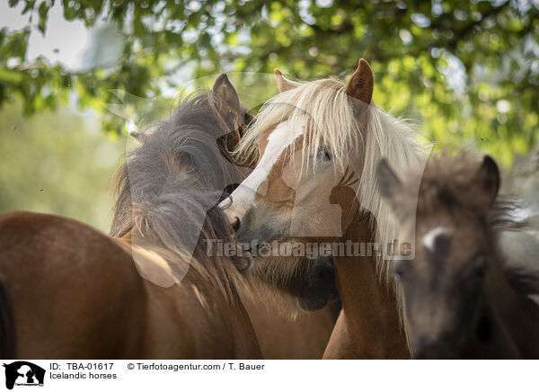 Islnder / Icelandic horses / TBA-01617