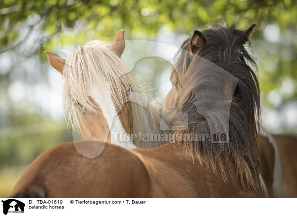Icelandic horses / TBA-01619