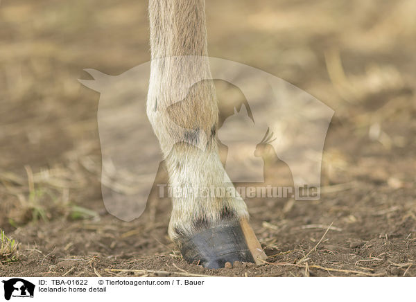 Islnder Detail / Icelandic horse detail / TBA-01622
