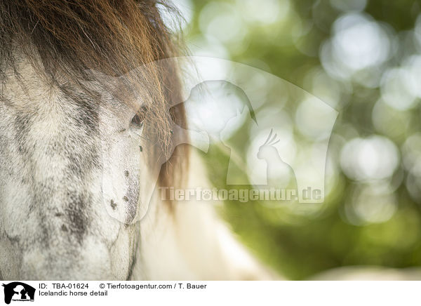 Islnder Detail / Icelandic horse detail / TBA-01624