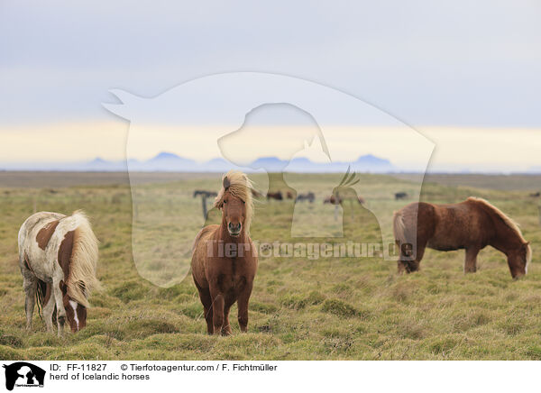 herd of Icelandic horses / FF-11827