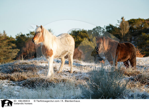 Icelandic horses / KB-06833