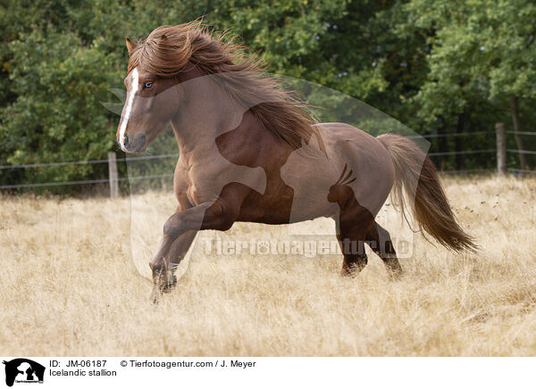 Islnder Hengst / Icelandic stallion / JM-06187