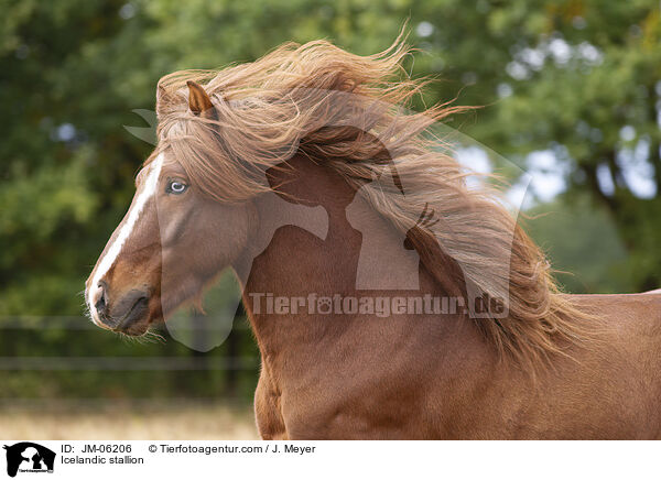 Islnder Hengst / Icelandic stallion / JM-06206