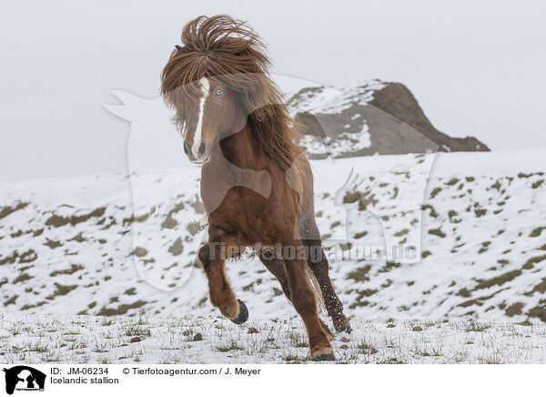 Islnder Hengst / Icelandic stallion / JM-06234