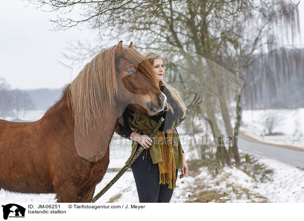 Islnder Hengst / Icelandic stallion / JM-06251